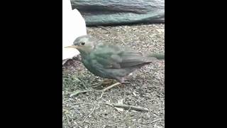 Download lagu Burung Anis-Gunung Jawa (Turdus javanicus) Asli Gunung Sindoro #Sindoro #Kledung #JawaTengah mp3 Download lagu Burung Anis-Gunung Jawa (Turdus javanicus) Asli Gunung Sindoro #Sindoro #Kledung #JawaTengah mp3