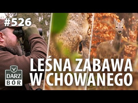 Darz Bór odc. 526 Początek roku. Badania Lekarskie Myśliwych. Zakaz używania amunicji ołowianej.