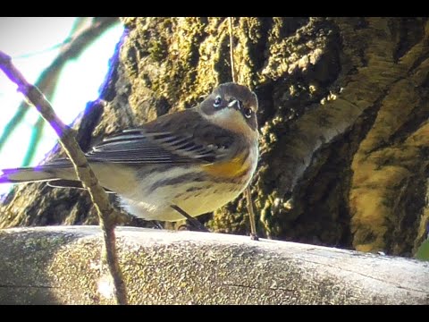 Horárik zlatohlavý (Setophaga coronata) — správanie, biotop a hlas