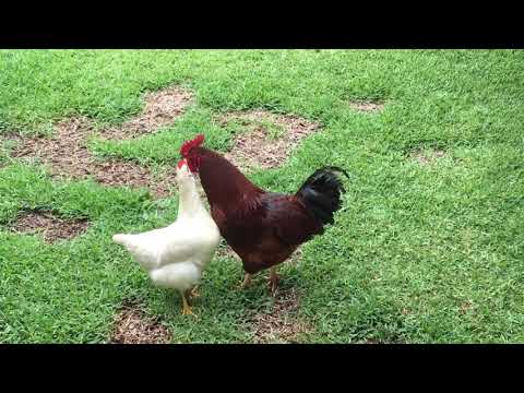 Strutting around like a banty rooster