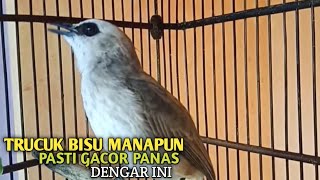 Download lagu Trucuk BETINA memanggil Jantan Suara Birahi Ngecuplik 100% pancingan trucukan gacor agar BUNYI EMOSI mp3 Download lagu Trucuk BETINA memanggil Jantan Suara Birahi Ngecuplik 100% pancingan trucukan gacor agar BUNYI EMOSI mp3