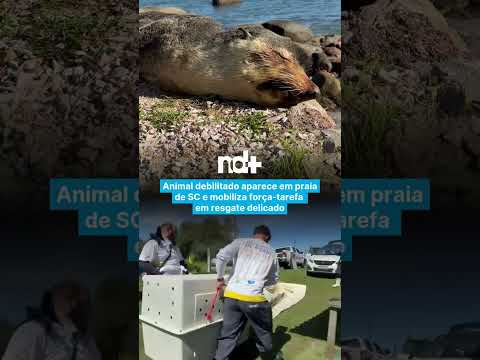 Animal debilitado aparece em praia de SC e mobiliza força-tarefa em resgate delicado