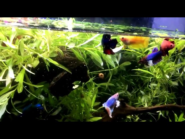 How to keep many Betta together even males !