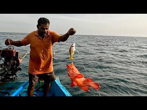 Catching Tomato Grouper, Orange-spotted Grouper & Yellowtail Snapper in the Sea