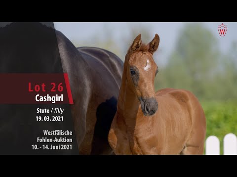 Westfälische Fohlen-Auktion Lot 26 Cashgirl Stute v. Confess Colour - Zhivago