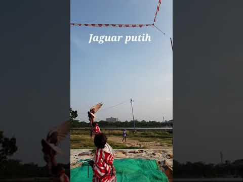 , title : 'Bocah & Jaguar Putih Burung Merpati Kolongan #shorts'