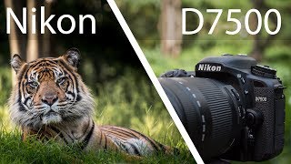 Video thumbnail for Nikon D7500 Review - Powerful But Not Perfect by Dan Watson