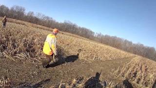preview picture of video 'Christmas Eve Illinois Pheasant Hunt - GoPro HD'