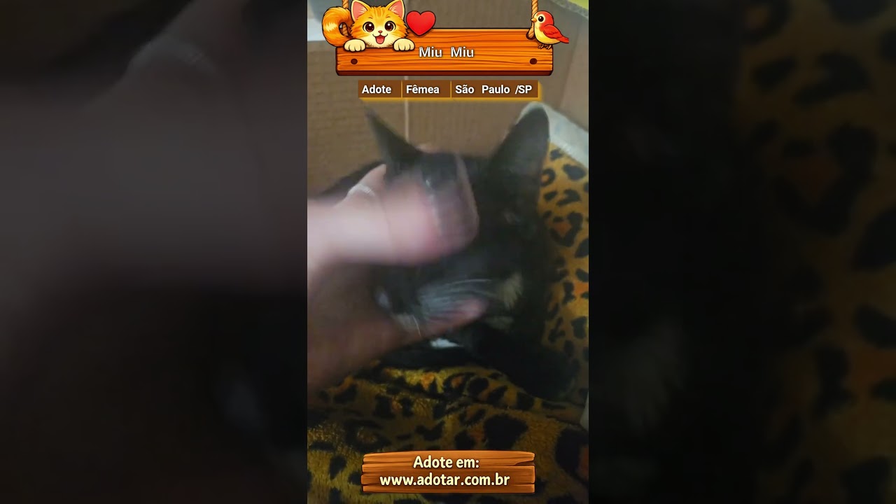 Gato raça SRD-ViraLata idade 2 a 6 meses nome Miu Miu