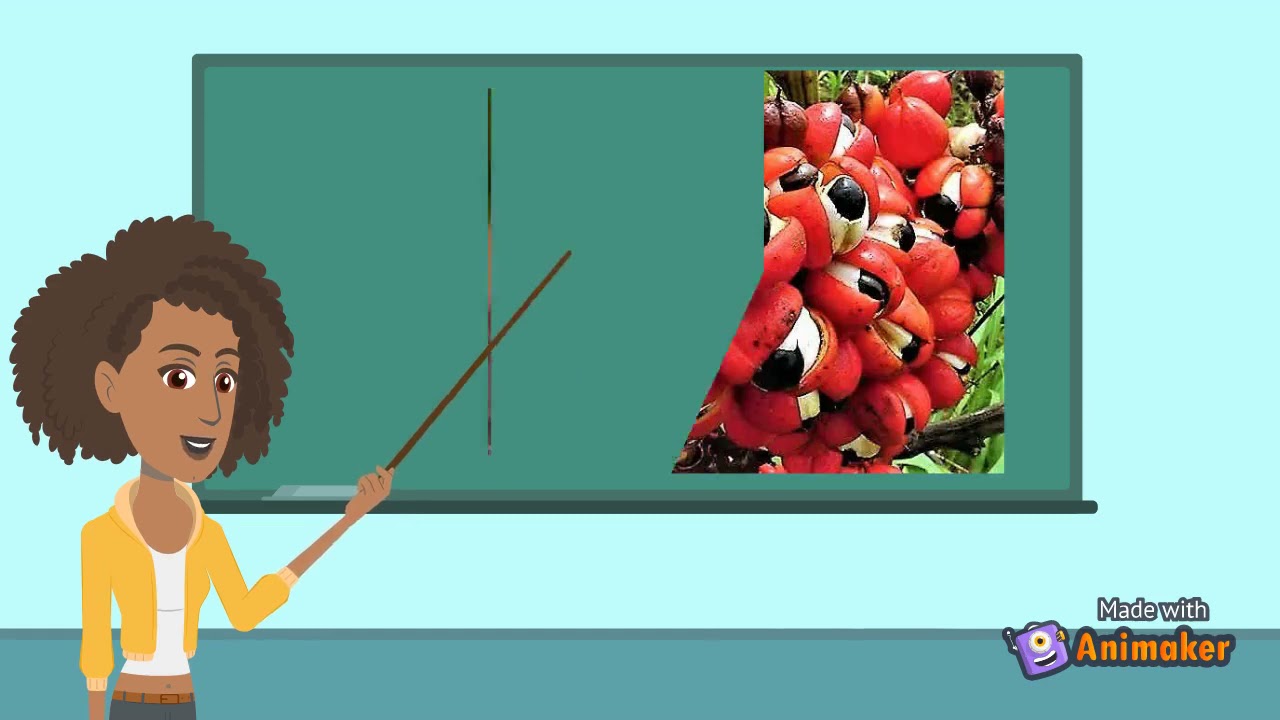 A CONTRIBUIÇÃO DOS POVOS INDÍGENAS NA CULTURA BRASILEIRA