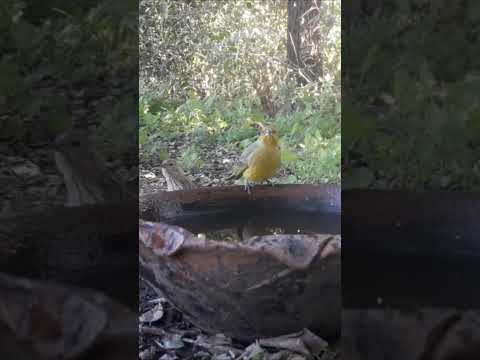 Birdday 036 Jilguero dorado Yunta 1506 2025