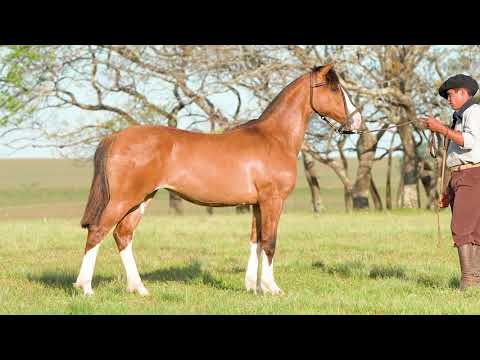 Lote 22 - Basca Magistrada