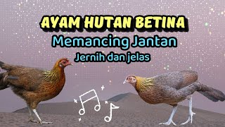 Download lagu SUARA AYAM HUTAN BETINA UNTUK PANCINGAN JANTAN #ayamhutan #ayamhutanmerah mp3