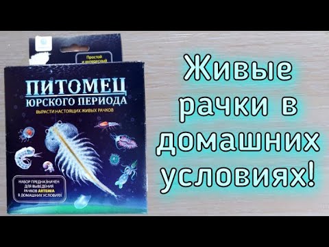 Питомец юрского периода! Артемия (Artemia) Набор для выведения рачков в домашних условиях! / ЧЕРИ TV