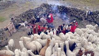 Hot Docs 2022 Trailer: PAKUCHA