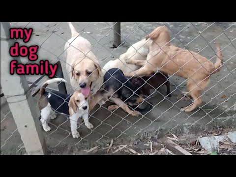#mydogfamily #vutukennel #my doggy #pomvlog #Labrador #vutu