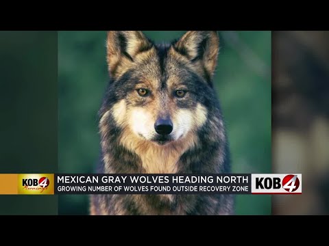 Taylor the wolf keeps returning to Mount Taylor despite relocations