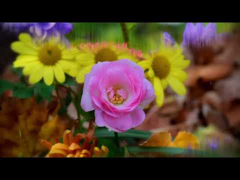 Opwekking 643 Al voor mijn leven is ontstaan 1B