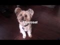 Dog Tricks With Chorkies