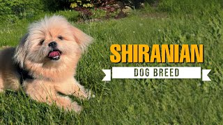 Shiranian (Shih Pom, Pomshi) Dog Breed 101 - Everything You Need to Know (Shih Tzu Pomeranian mix)