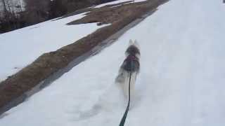 preview picture of video 'Ski-chien 35, pointe de vitesse à Ferret'