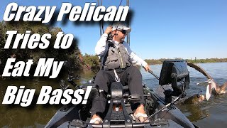 Crazy Pelican Tries to Eat My BIG Bass!!! (funny) Kayak Bass Fishing Alligator Lake