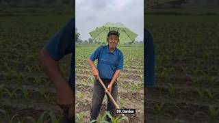 Download lagu New Farmer Hack 🔥 Umbrella Cap #farming #dkgarden #farmer #ricefarming #umbrella #raingun #crops mp3 Download lagu New Farmer Hack 🔥 Umbrella Cap #farming #dkgarden #farmer #ricefarming #umbrella #raingun #crops mp3