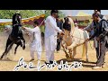 All Pakistan Horse Dance Ghora Dance In Pakistan Ghora Kaliya Ghora Shehanshah Ghora Pawan