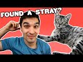 Can You Keep A Stray Cat What To Do If You Find One