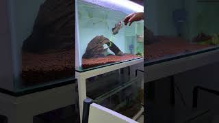 Download lagu CHANNA AURANTI SIZE 30 Cm MANGAP SUPER GALAK || shorts mp3