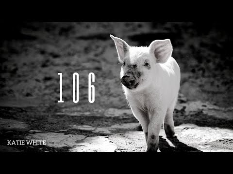 106, a song for piglets; by Katie White (Olive Wood Vegan) 🕊️