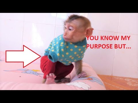 Dad ask kitten to warn Yen before he leave but boy stay alone demand not with kitten,