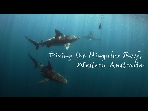 Diving the Ningaloo Reef, Western Australia