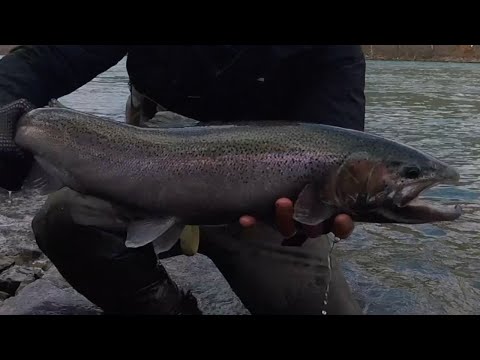 Some MORE Early Winter Steelhead Action! Upstate, NY