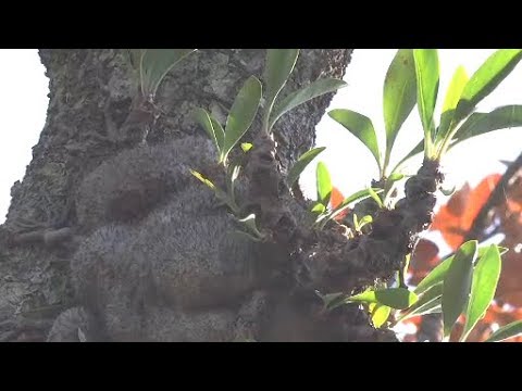 Ant house Plant - Gardening Australia