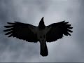 Черный ворон (Musta korppi; The Black Raven) / Максим Трошин ...