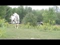 Angry Horse Run