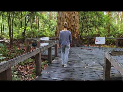 Enjoy Attractions, Activities and Food Experiences in Manjimup