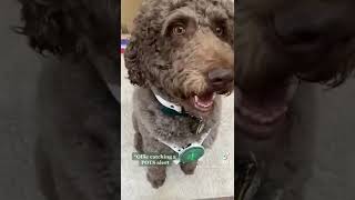 SERVICE DOG PSA | PLEASE WATCH | it