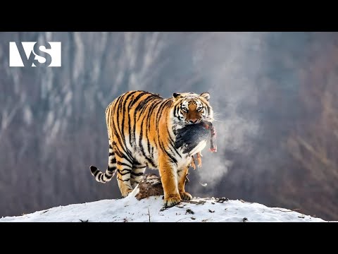 UNTAMED SIBERIA | Among Wolves, Tigers, and Eternal Ice - Wildlife Documentary