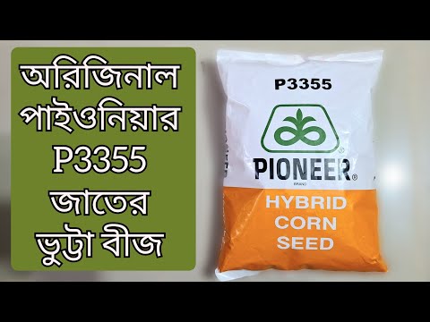 পাইওনিয়ার P3355 ভুট্টা বীজ। 