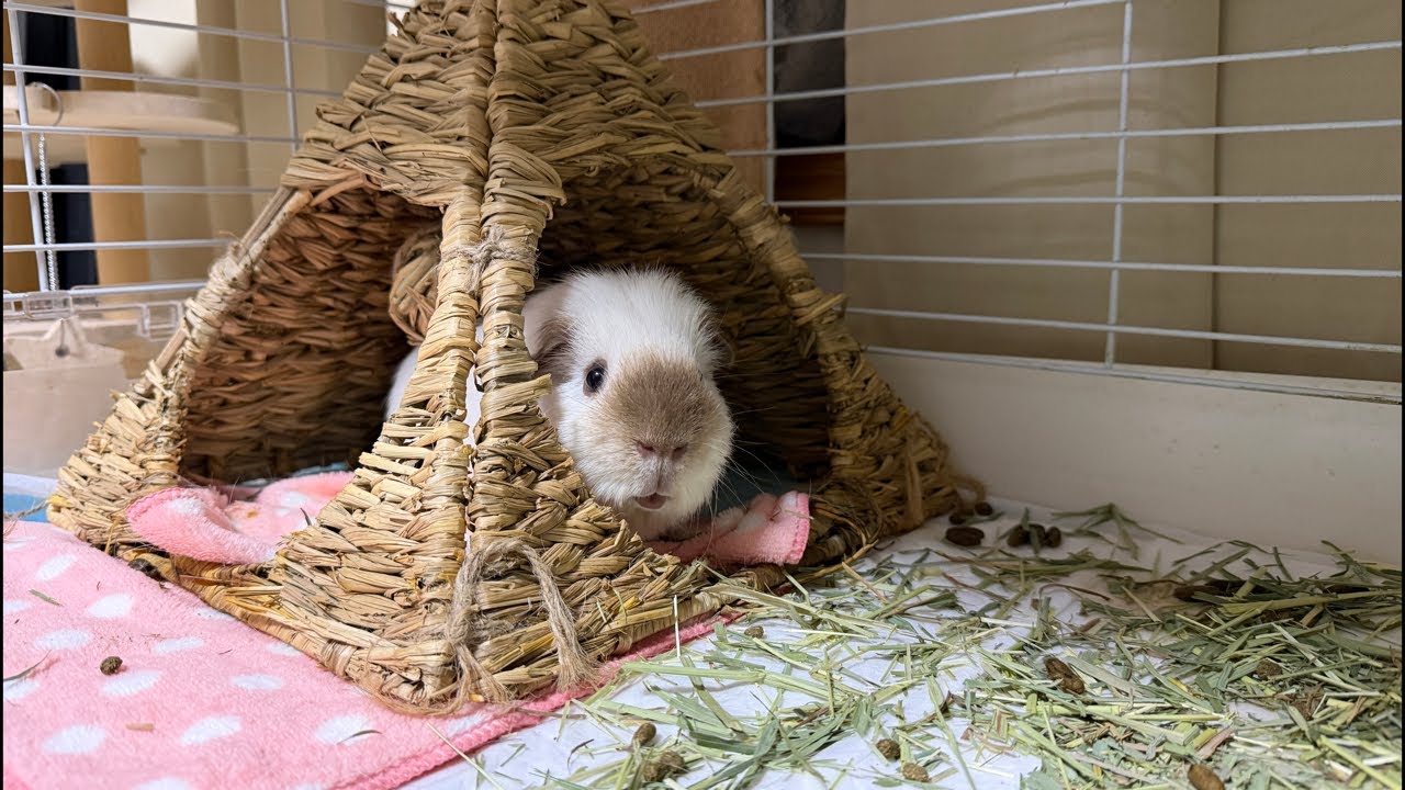 🔴20:00モルモットお世話Live☔️