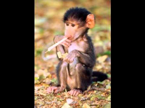 Zu high Zombee killaz