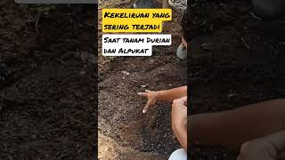 Download lagu Kekeliruan yang sering terjadi saat tanam Durian dan Alpukat (Link Video Lengkapnya Cek Deskripsi) ✅ mp3