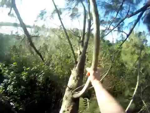 Scaling a Huge Tree without Gear!