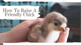 How To Raise Friendly Chicks | Week One