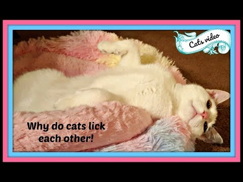 Why Do Cats Lick each Other? I Did My Research!