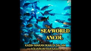 Download lagu INDAHNYA KEHIDUPAN BAWAH LAUT || SEA WORLD ANCOL mp3 Download lagu INDAHNYA KEHIDUPAN BAWAH LAUT || SEA WORLD ANCOL mp3