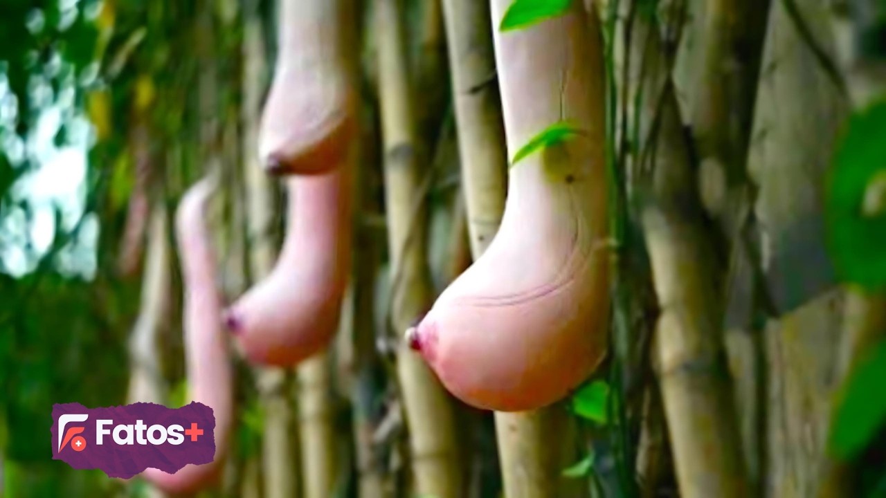 As Árvores, Plantas Mais Incomuns de todo o Mundo e frutas exóticas, algumas são brasileiras...