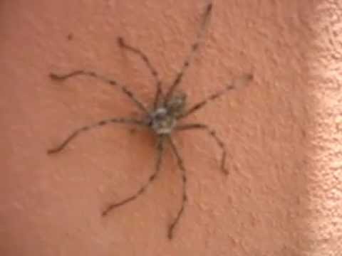 BIG  Freekin' Spider